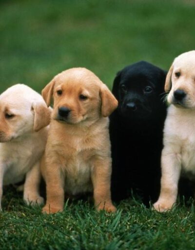 Servizi per Animali